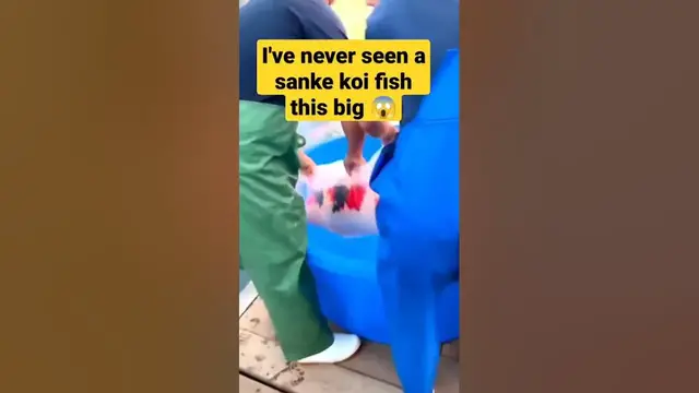 Video thumbnail for I've never seen a Sanke koi fish this big