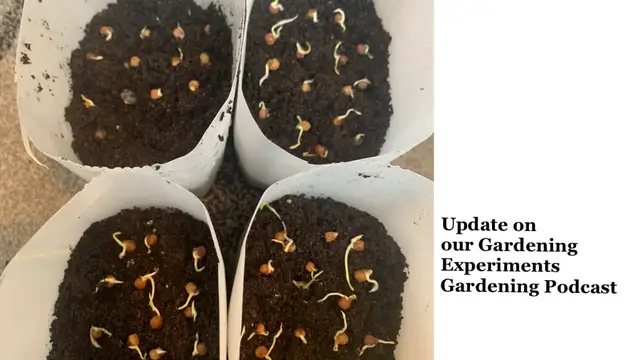 'Video thumbnail for 🎥 ✅ Shocking Gardening Experiment Results 🌱🔥 | Must-Know Insights & Tips to Boost Your Garden – Podcast 🎙️✨'