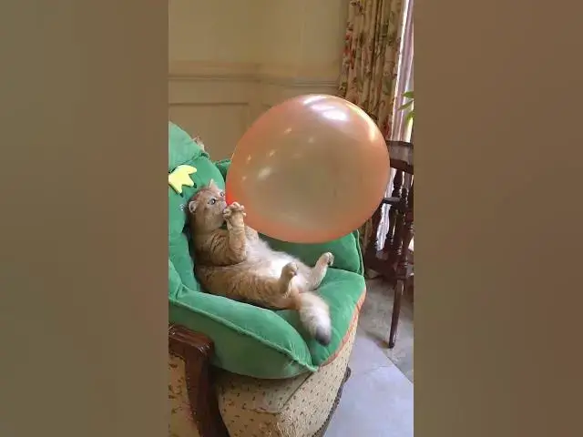 Video thumbnail for Boom,Scared me! #short