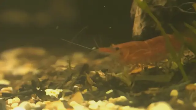 'Video thumbnail for Do Betta Fish Eat Shrimp'
