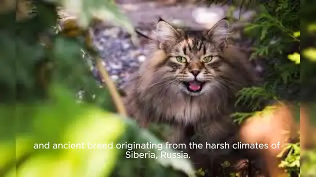Video thumbnail for Siberian Cat