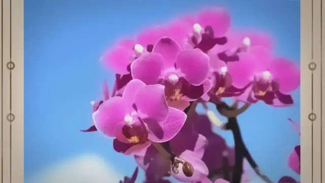 'Video thumbnail for “What Colors Make Orchid and Their Fascinating Significance”'