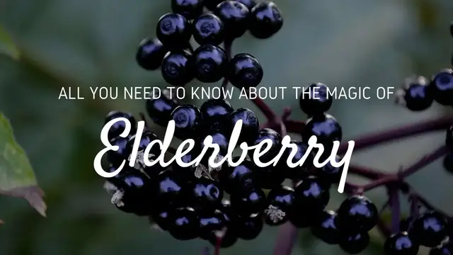 'Video thumbnail for The Fruit of the Divide: Elderberry Spiritual Meaning and Magic'