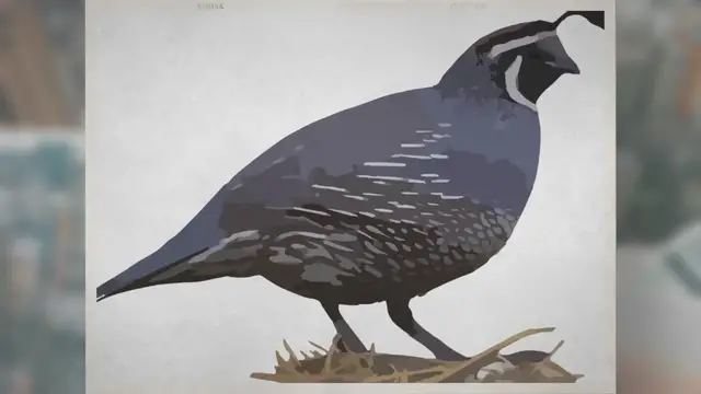 Video thumbnail for Where Do Quail Live?