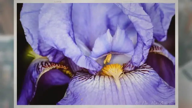 Video thumbnail for Exploring the art of flower photography
