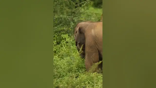 Video thumbnail for Baby Elephant eating grass #shorts