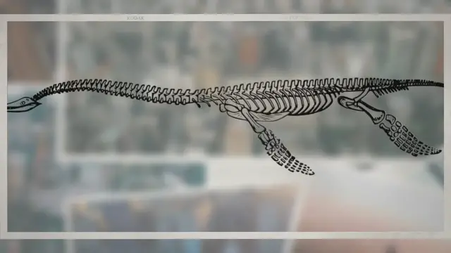 Video thumbnail for How Do Fossils Give Evidence of Biological Evolution?