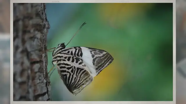 Video thumbnail for Do Butterflies Sleep? If So, Then When?