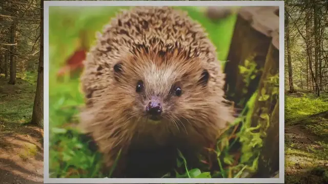 'Video thumbnail for Wie hören sich Igel Geräusche an?'