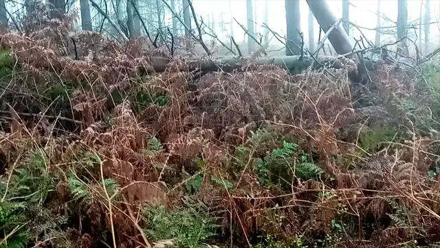 Video thumbnail for Working Cocker Spaniel Hunting