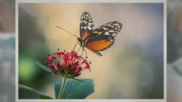 Video thumbnail for Are Butterflies Cold-Blooded?