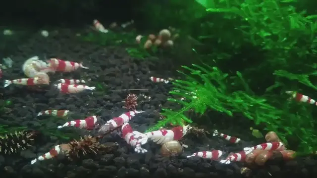 Video thumbnail for Water Parameters Needed For Shrimp