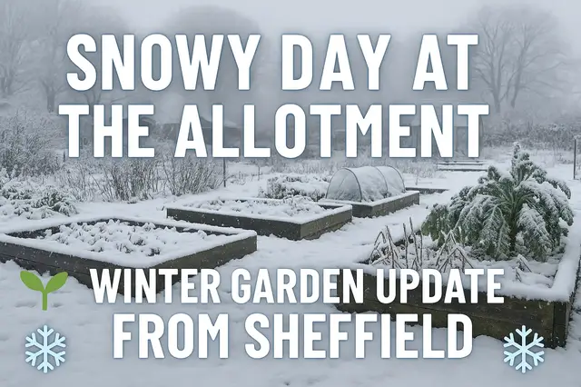 'Video thumbnail for Snowy Day at the Allotment | Winter Garden Update from Sheffield'