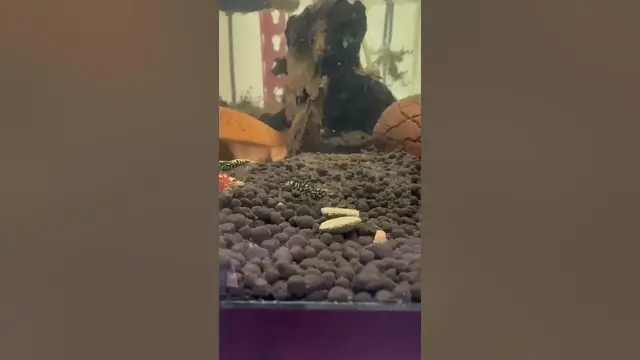 Video thumbnail for Caridina shrimp are so pretty. Why do they have to be so sensitive?