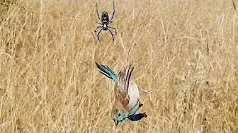 Video thumbnail for Bird Gets Stuck in Spider's Web