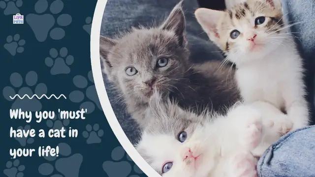 Video thumbnail for Cat Life - All you need to know about raising your kitten