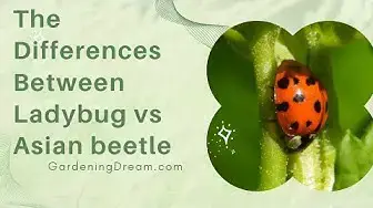 Video thumbnail for The Differences Between Ladybug vs Asian beetle