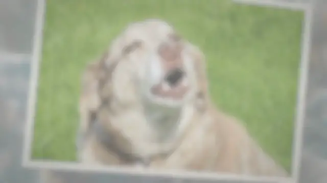'Video thumbnail for Why does my dog keep barking at the corner of the room?'