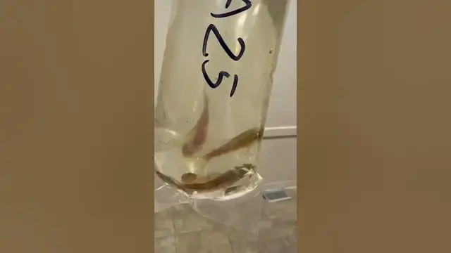 Video thumbnail for First time seeing lda25 plecos. Confused them for Corys