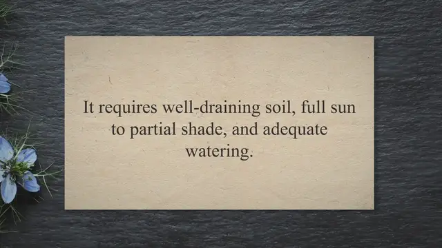 Video thumbnail for high noon tree peony