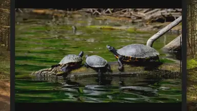 'Video thumbnail for 8 Essentials For Setting Up A Propper Box Turtle Habitat'