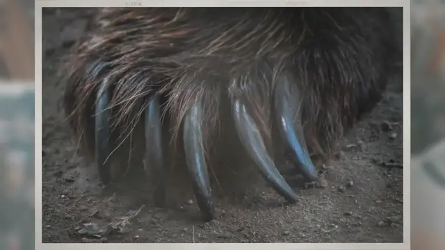 Video thumbnail for Do Bears Have Opposable Thumbs?