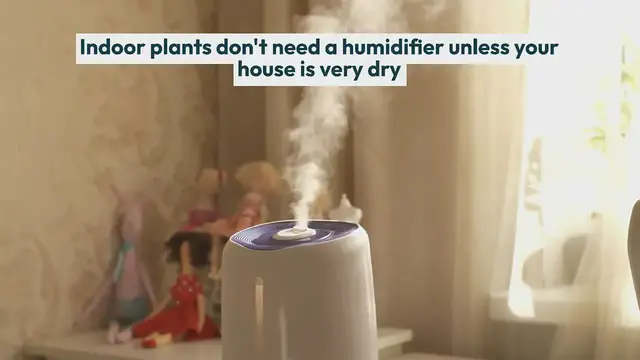'Video thumbnail for Do Houseplants Have to be Misted?'
