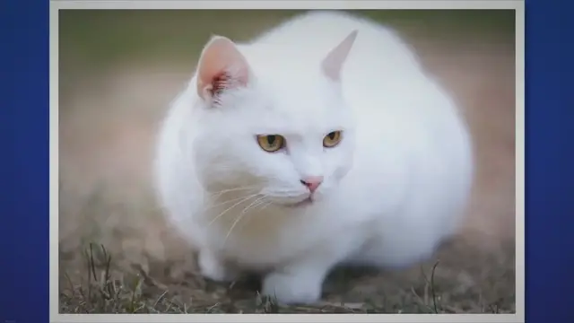 'Video thumbnail for 9 Interesting Facts About White Cats'