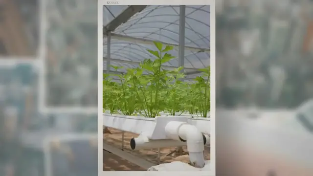 Video thumbnail for What Is the Kratky Method of Hydroponics?