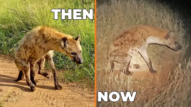 Video thumbnail for Two-Legged Hyena Still Alive 9 Months After Lion Attack
