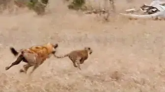 Video thumbnail for LEOPARD CUB RUNS FOR ITS LIFE FROM HYENA