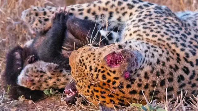 Video thumbnail for Honey Badger Tries Escaping Leopard's Grip