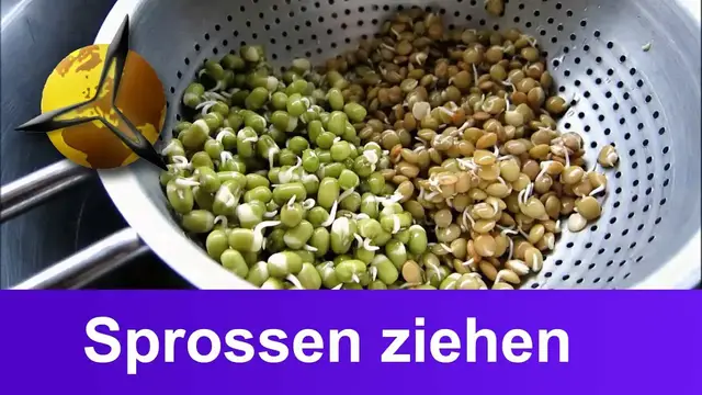 Video thumbnail for Keimlinge: Sprossen selber ziehen/ züchten