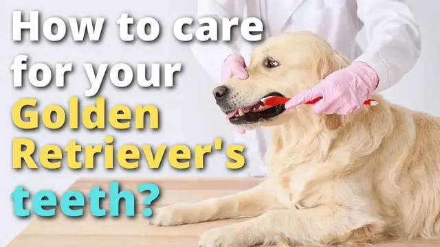 Video thumbnail for How To Care For a Golden Retriever's Teeth