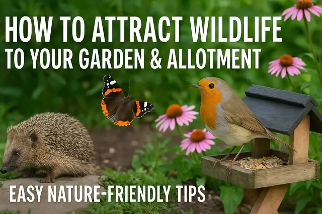 'Video thumbnail for How to Attract Wildlife to Your Garden & Allotment | Easy Nature-Friendly Tips'