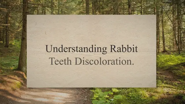 'Video thumbnail for Caring for Your Rabbit: Addressing Teeth Discoloration'