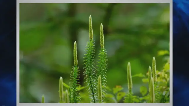 Video thumbnail for Qué es el Lycopodium