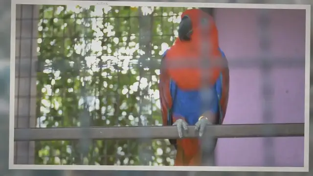 Video thumbnail for Where Do Parrots like to be petted?