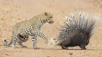 Video thumbnail for Leopard Takes On And Fights Porcupine