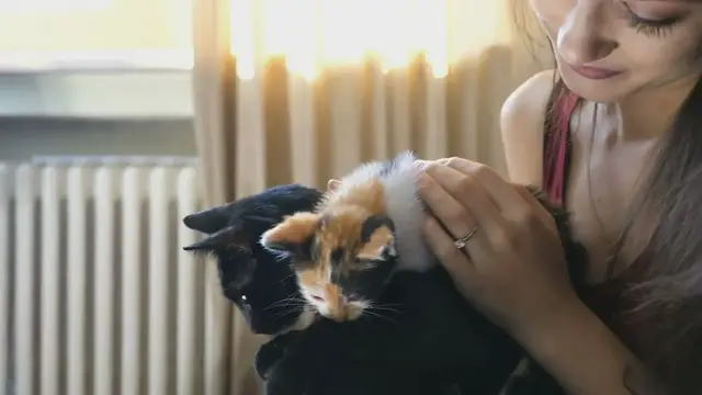 'Video thumbnail for Best Cat Breeds For First Time Owners'