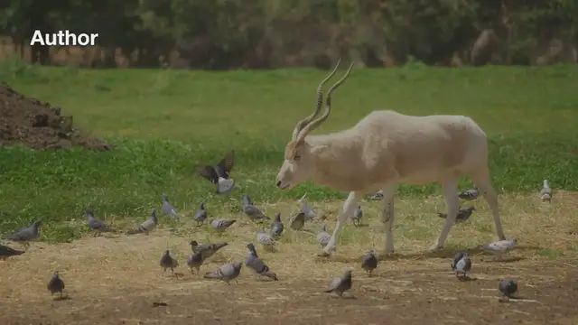 Video thumbnail for How Do You Get a UAN For an Inactive PF Account?