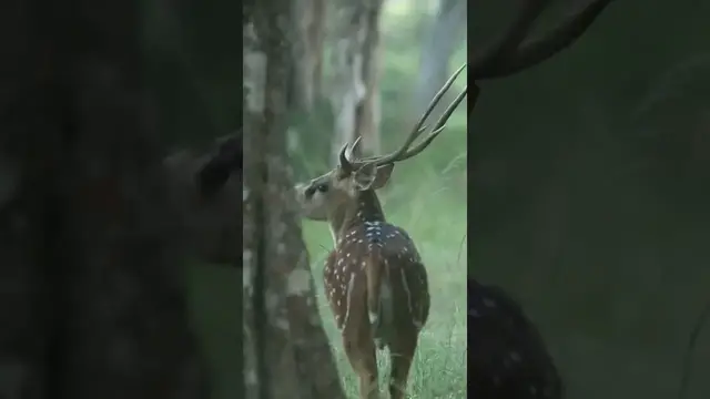 'Video thumbnail for Spotted deer #shorts'