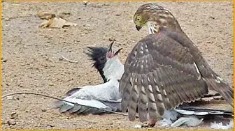 Video thumbnail for Hawk Tries to Kill Cuckoo Bird