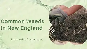 Video thumbnail for Common Weeds In New England