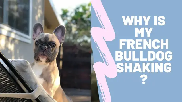 'Video thumbnail for why is my french bulldog shaking and panting?'