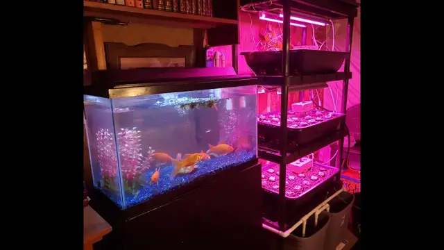 Video thumbnail for Growing A Lot Of Food With An Indoor Fish Tank Aquaponics System - How It Works