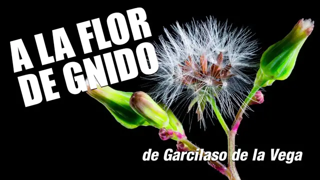 Video thumbnail for A la Flor de Gnido  de Garcilaso de la Vega | Audiolibro
