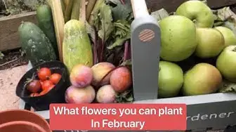 'Video thumbnail for 🎥 ✅ 🌸 What Flowers to Plant in February 🌿 | Top Picks to Brighten Your Garden & Allotment This Month 🌱✨'