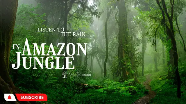 Video thumbnail for Listen To The Rain - The Sound of Amazon Jungle - Birds , Forest Sounds