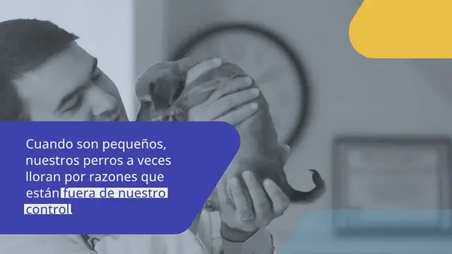 Video thumbnail for Mi cachorro llora: ¿por qué y qué hacer?